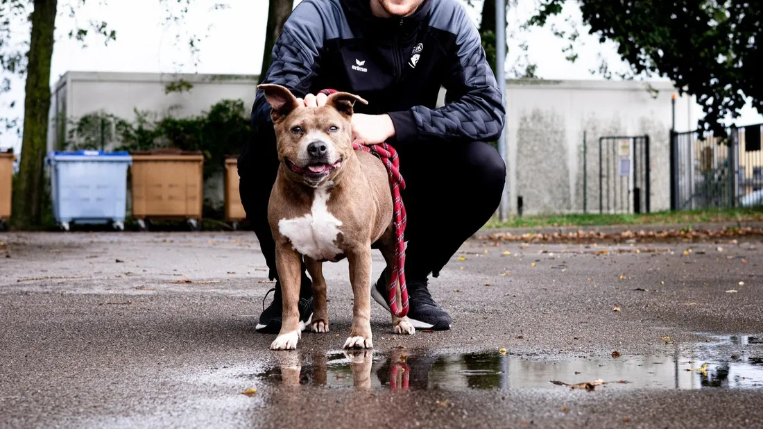 USDK - Dunkerque Handball Grand Littoral