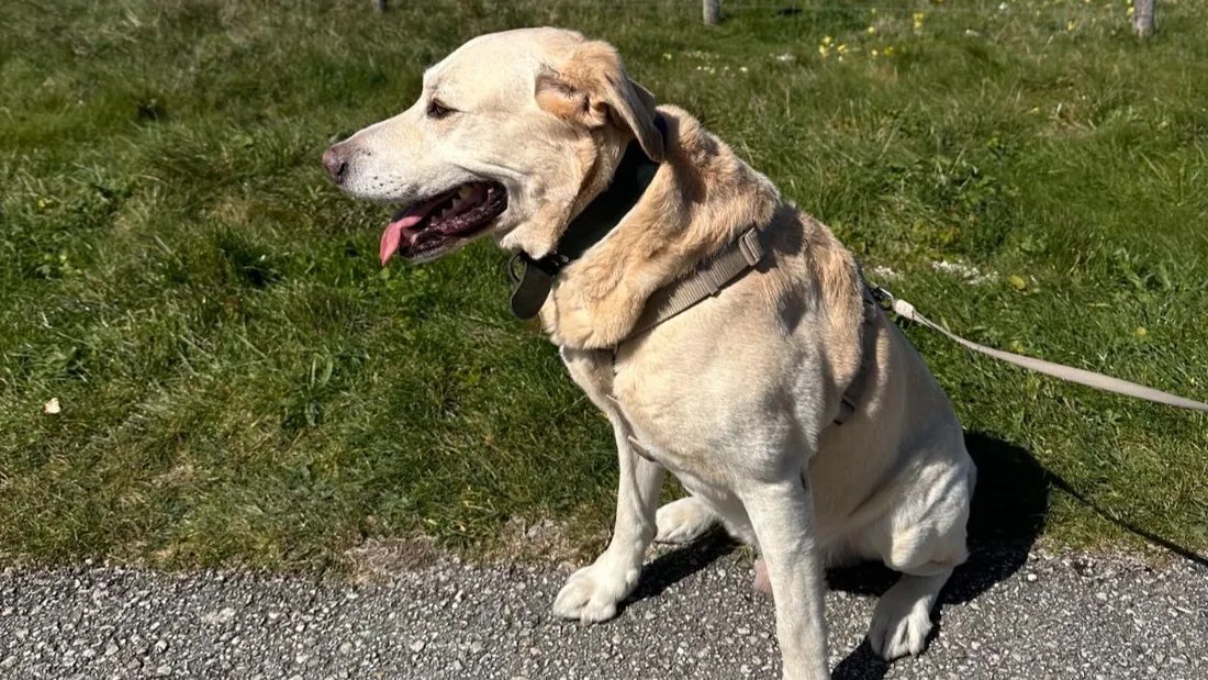 chien