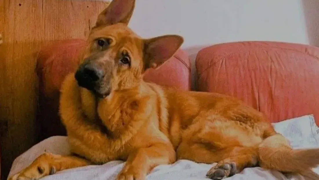 Aslan, 11 mois, obtient un sursis d'un mois auprès du tribunal administratif de Lille.