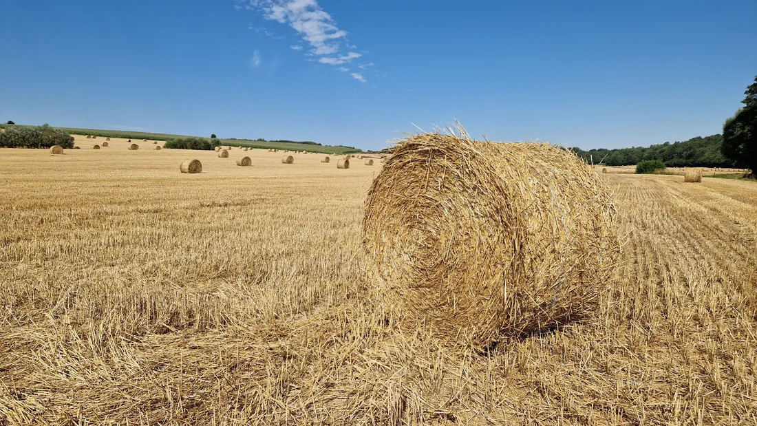 Les ballots de paille vont rester quelques jours dans les champs avant d'être stockés. 