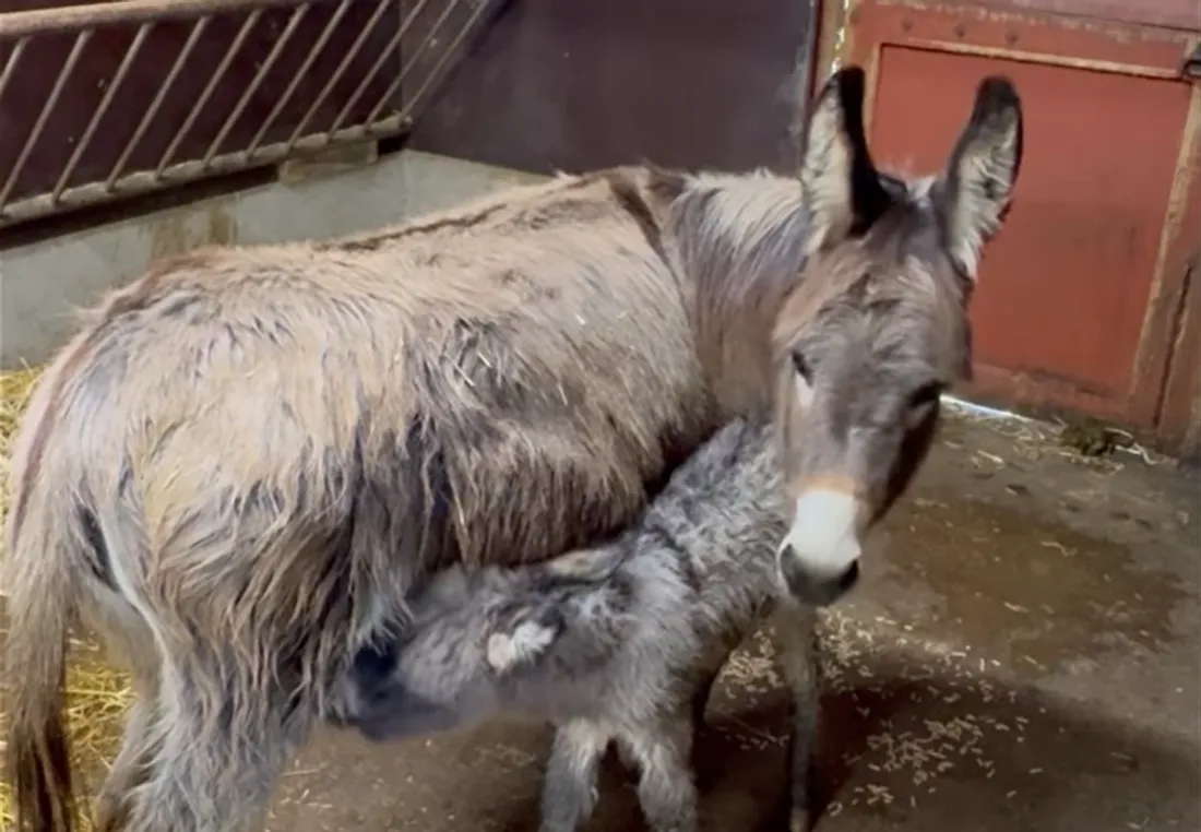 naissance d'un ânon