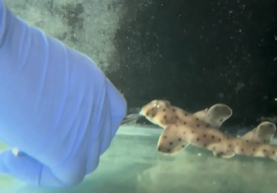 Un bébé requin dormeur cornu est né à Nausicaa