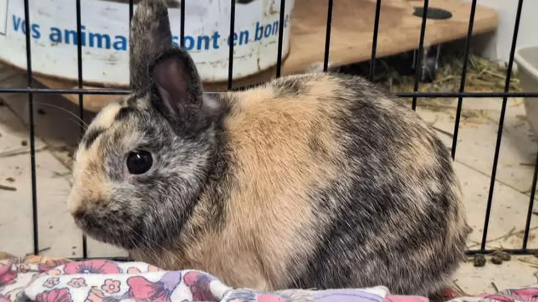 lapin