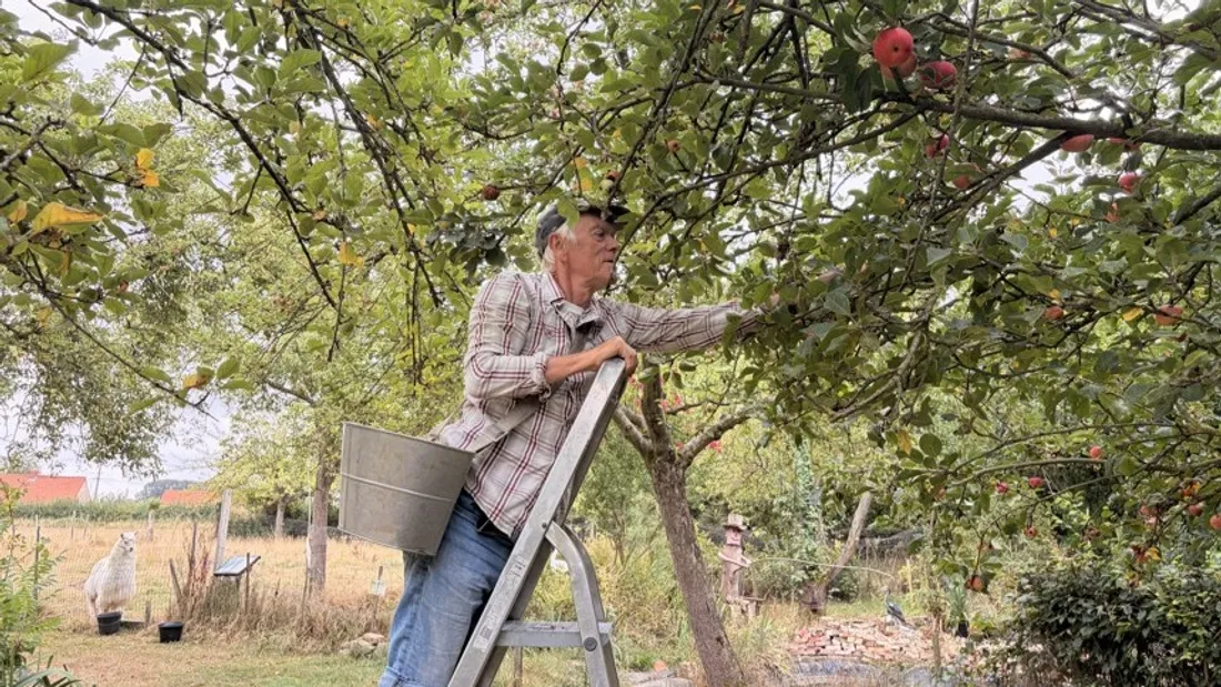 Christian Tronet en pleine récolte de pommes sous la surveillance de l'alpaga.