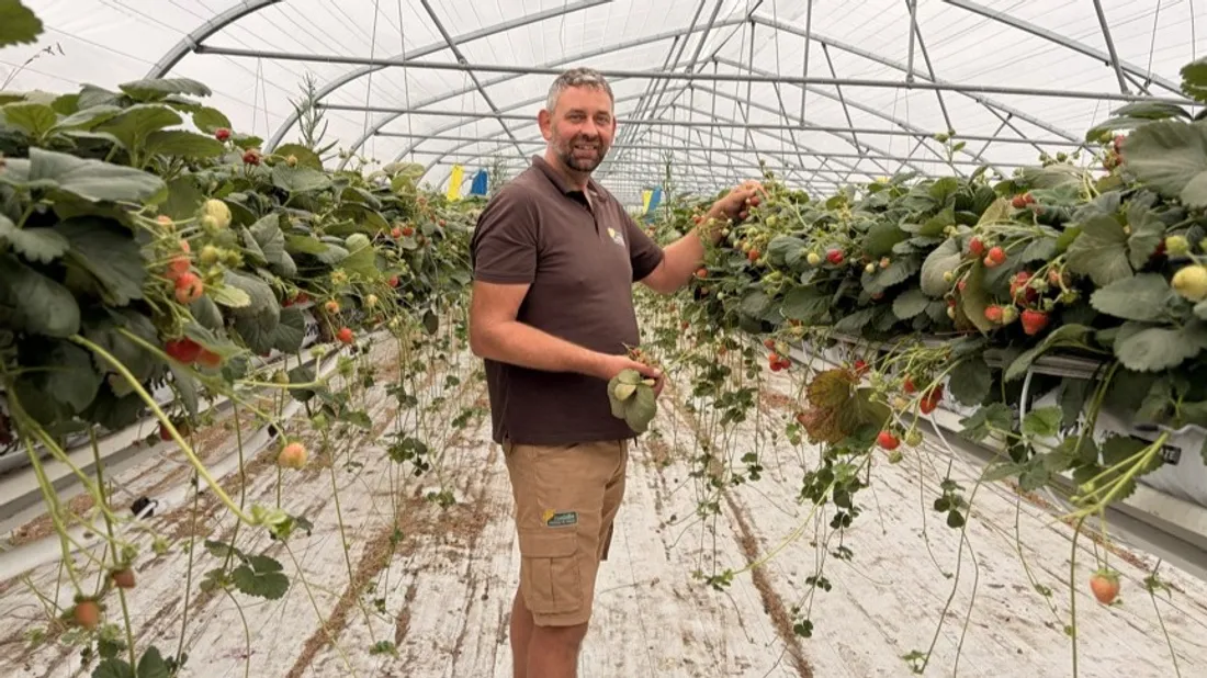Matthieu Becuwe, un tri minutieux sous les serres de fraises avant l'arrivée des cueilleurs.