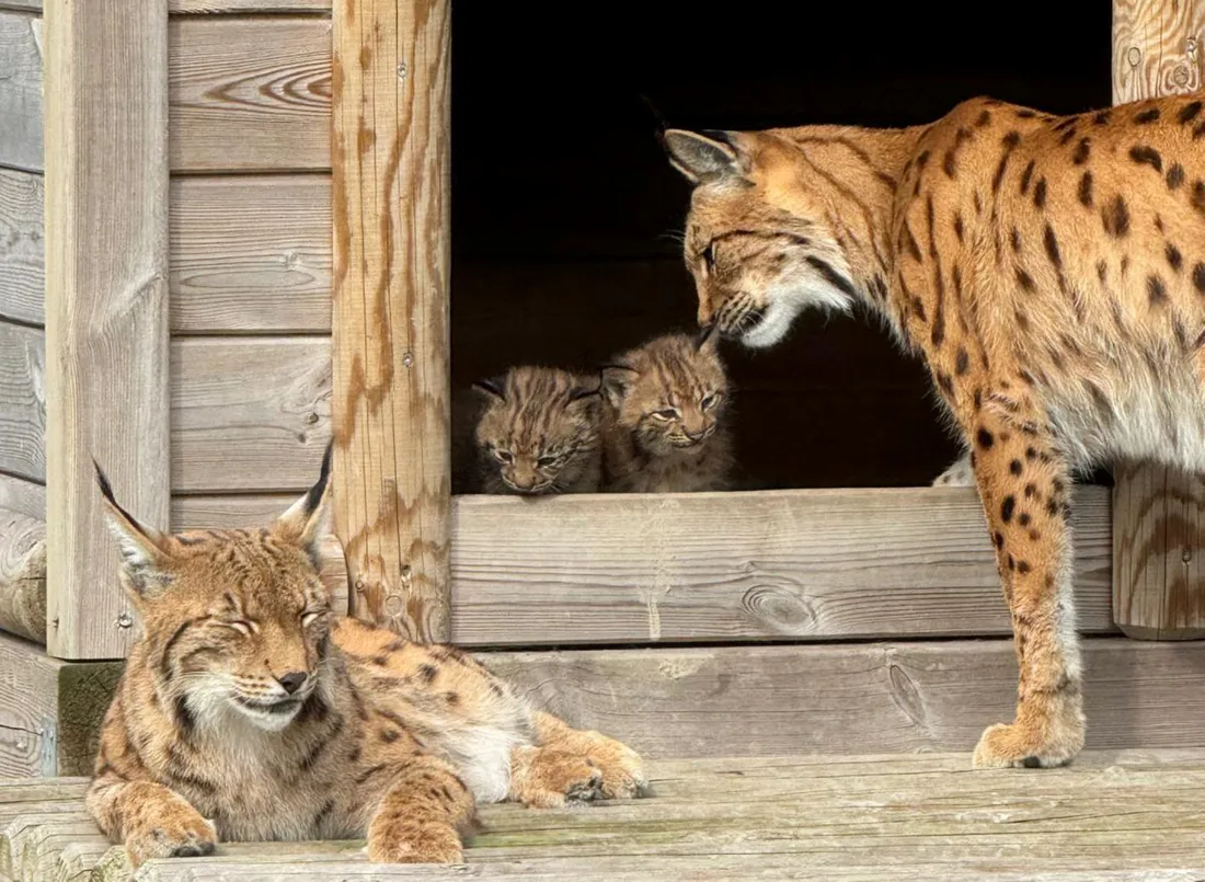 Deux bébés lynx des Carpates sont nés à Biotopia 