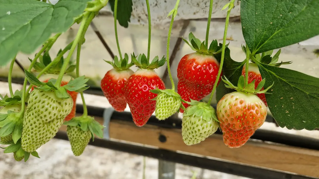 La récolte des fraises a lieu tous les matins.