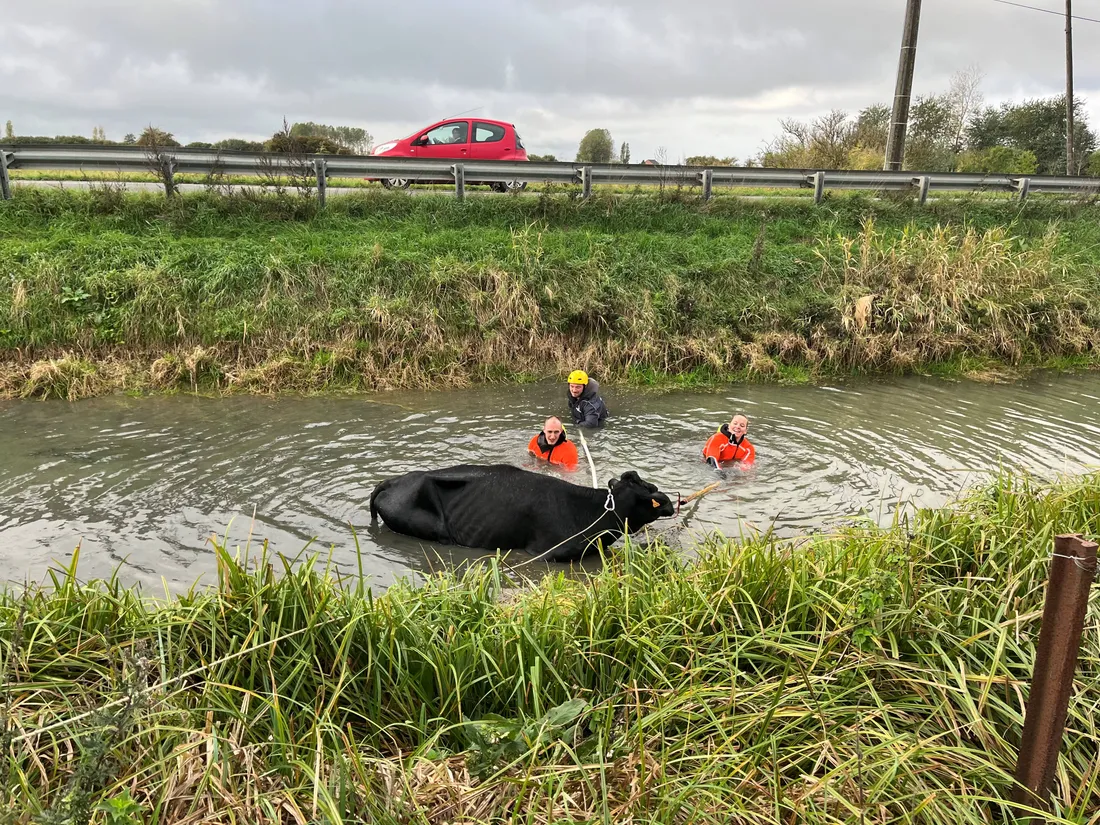 Sauvetage difficile d'une vache dans le canal de l'Aa