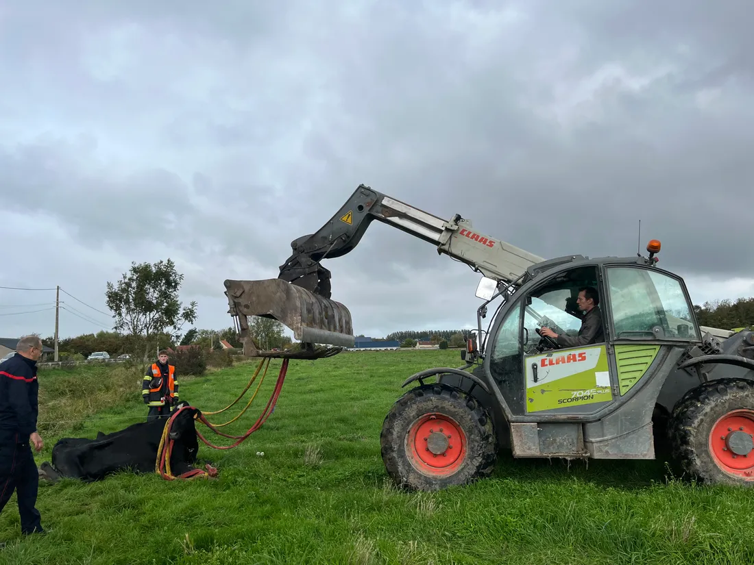 La vache a été tractée hors de l'eau
