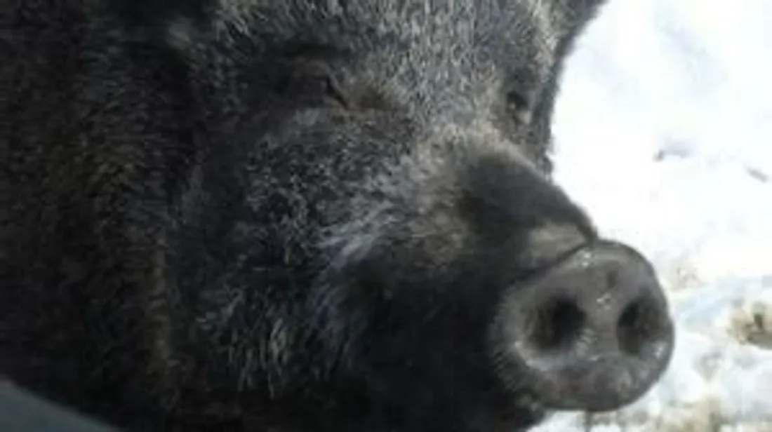 Des sangliers ont été retrouvés sans vie sur l'A16 après un accident. 