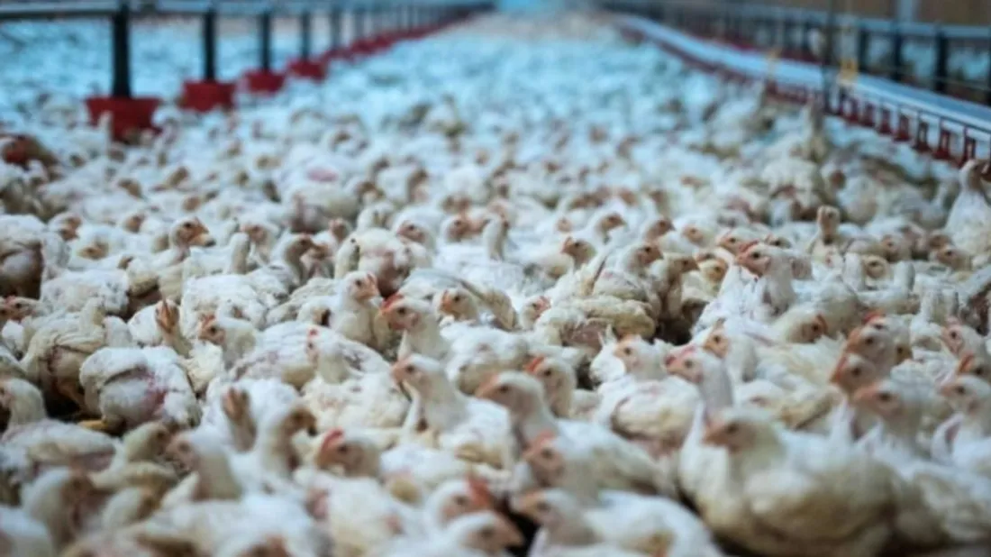 117 000 poulets pourraient être élevés simultanément à Steenwerck.  