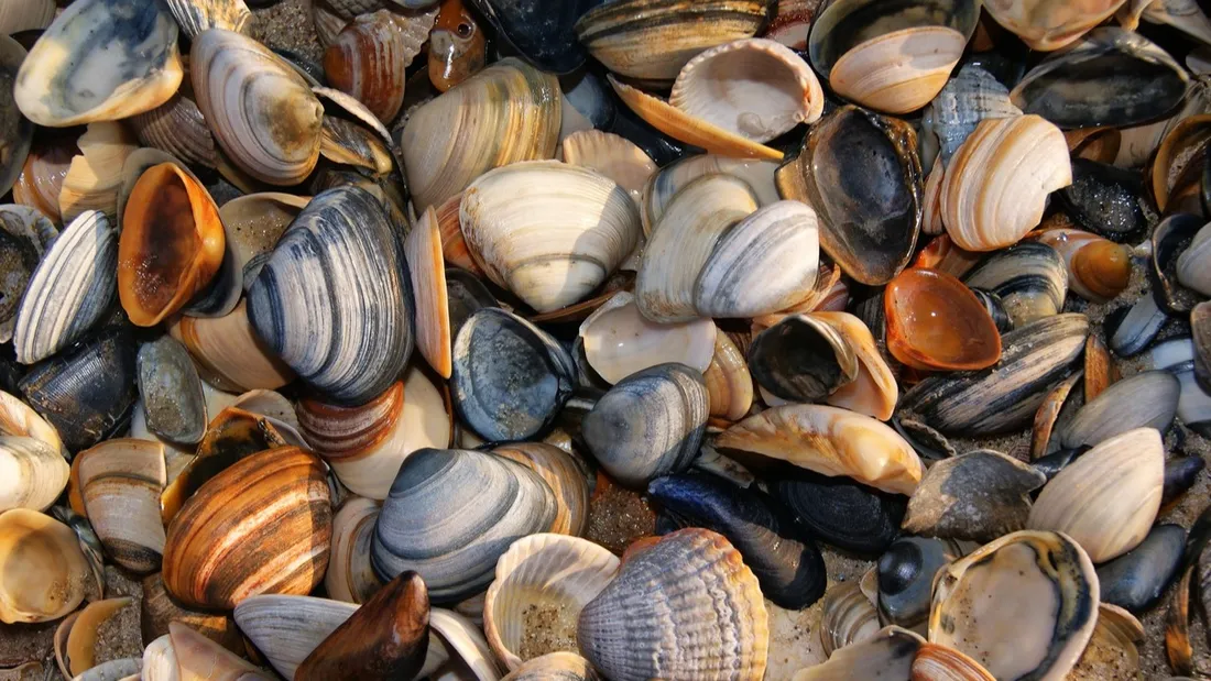 Semaine de la Mer 2025