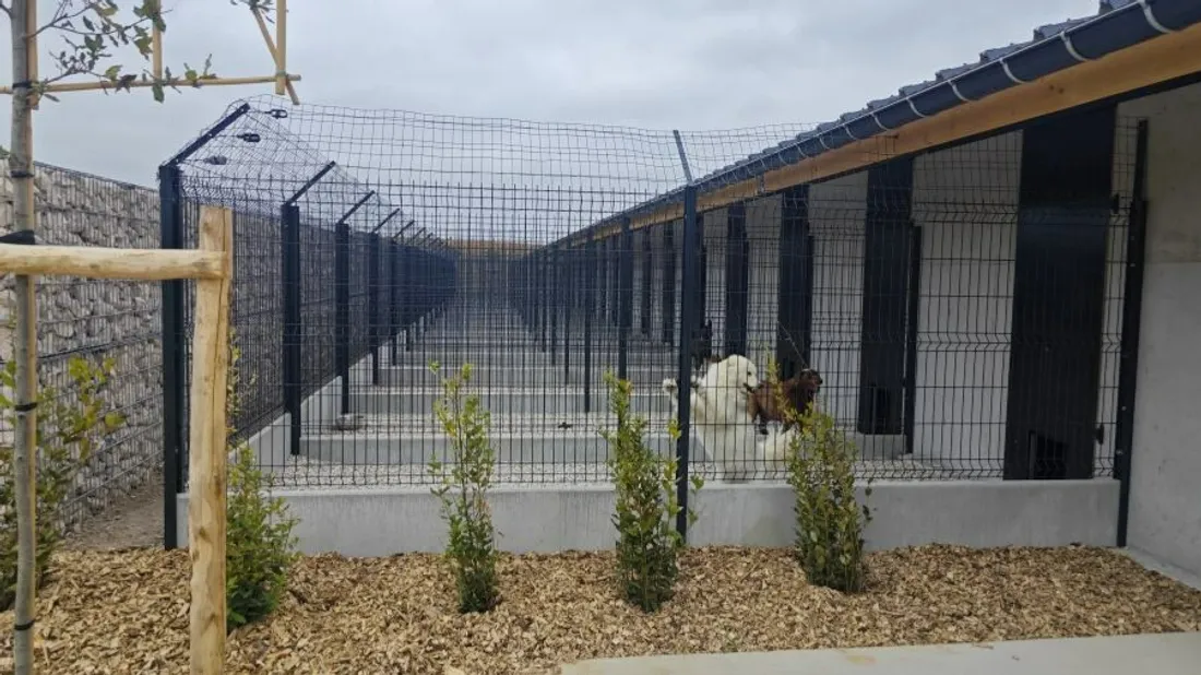 L'hôtel pour les chiens. 