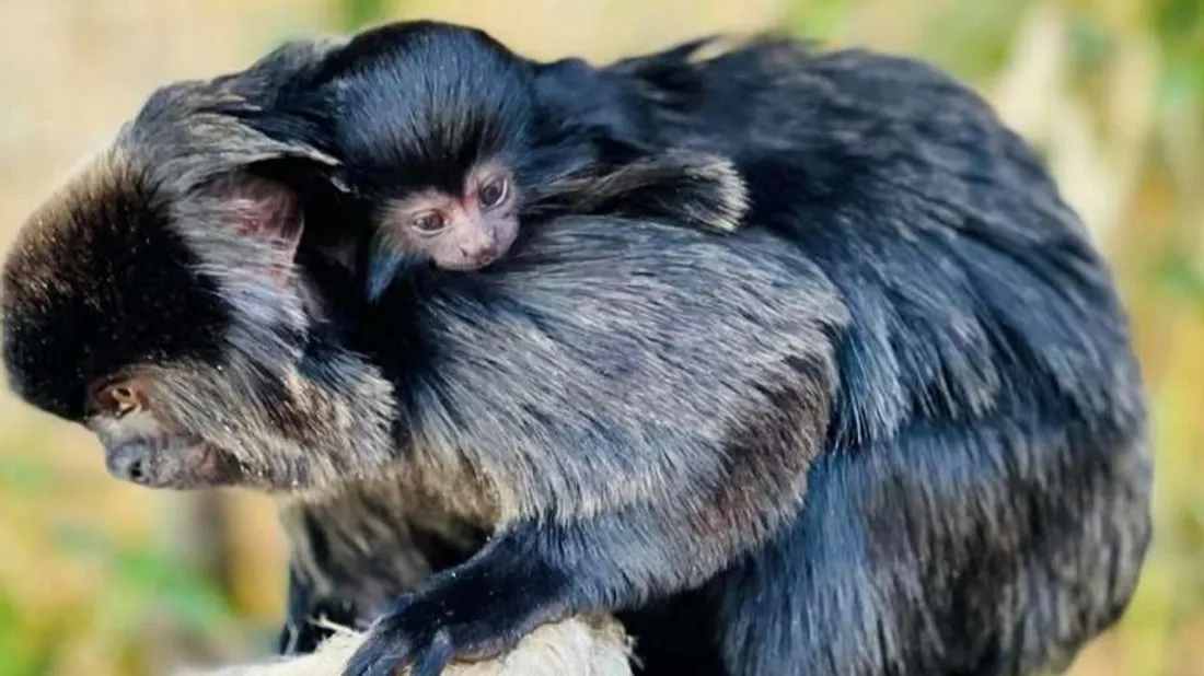 L'animal est né ce samedi. 