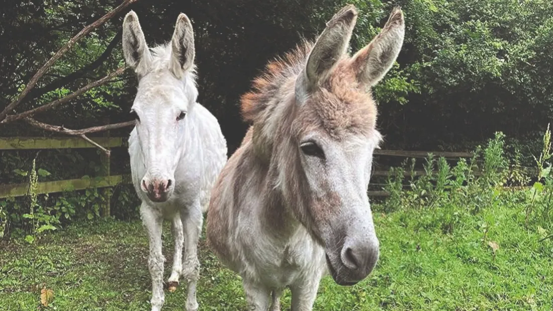 guide de l'animal en ville coudekerque 