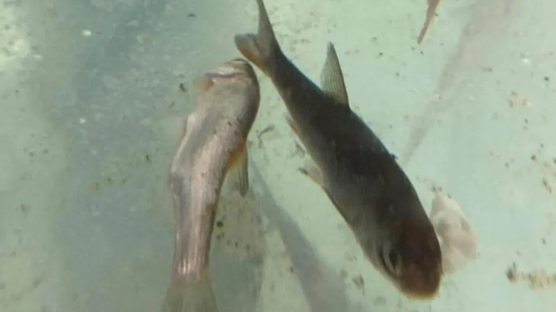 PAZ dénonce les conditions de détention des poissons et annonce un rassemblement devant le magasin. 