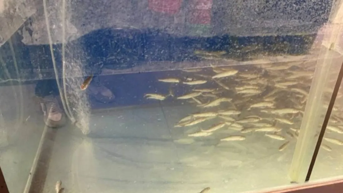 PAZ dénonce les conditions de détention des poissons. 