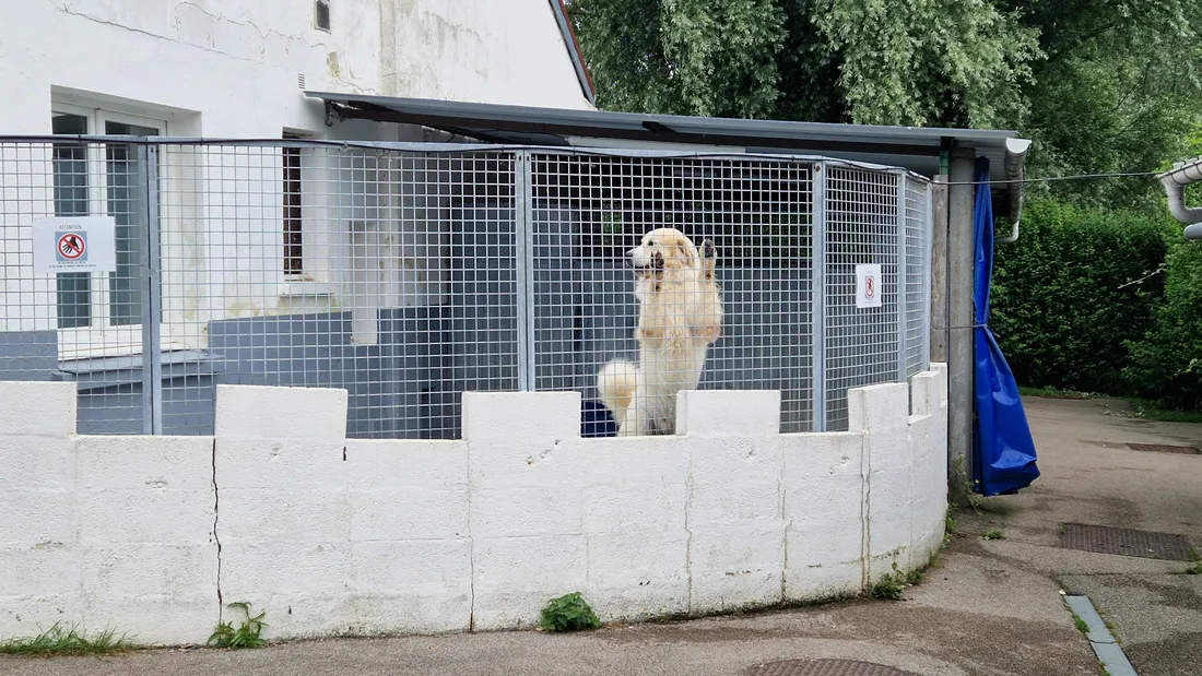 Chaque chien à son espace. 