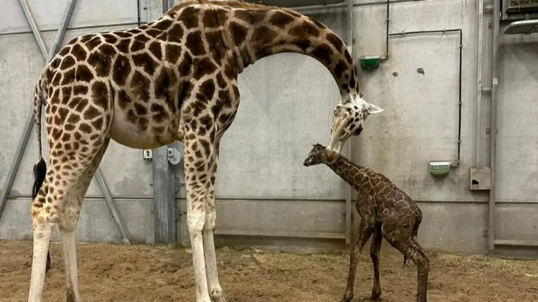 Le petit est né ce jeudi 8 janvier. 
