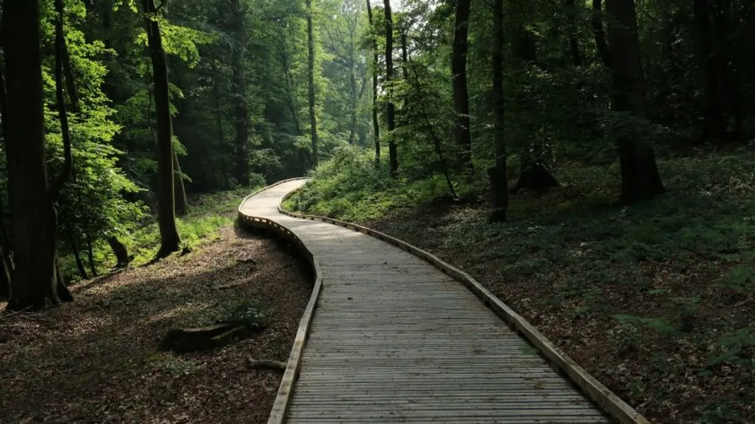 Un chemin est adapté aux personnes à mobilité réduite. 