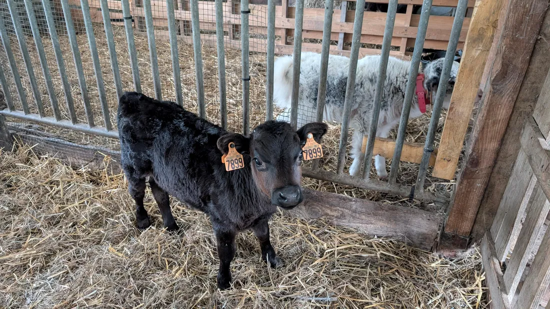 Une vache miniature. 