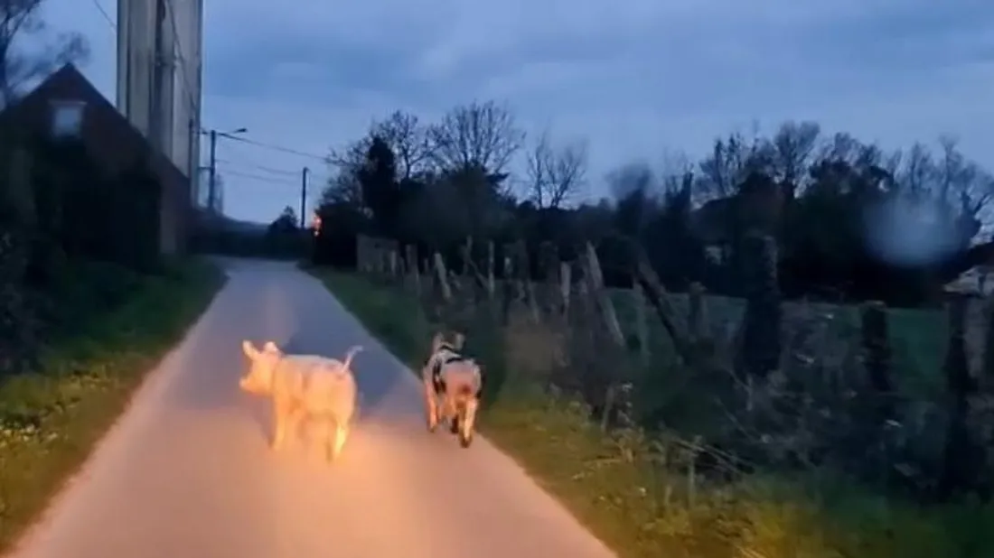 cochons sur la route