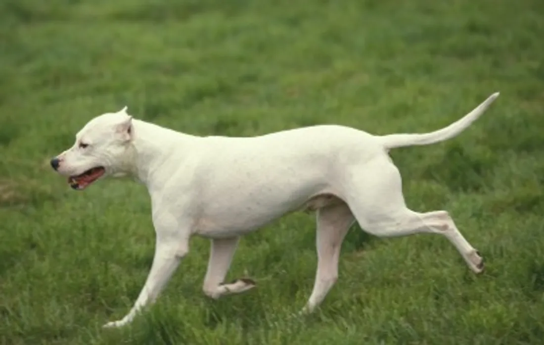 dogue argentin