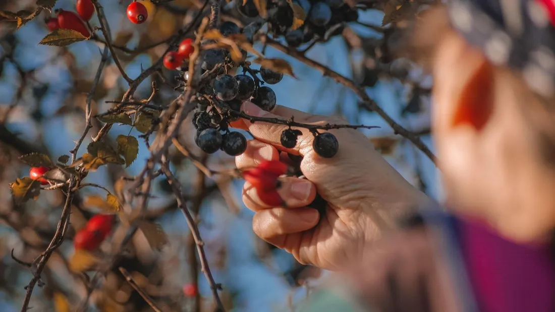 La CUD lance un appel à projets pour planter des arbres fruitiers dans vos jardins. 