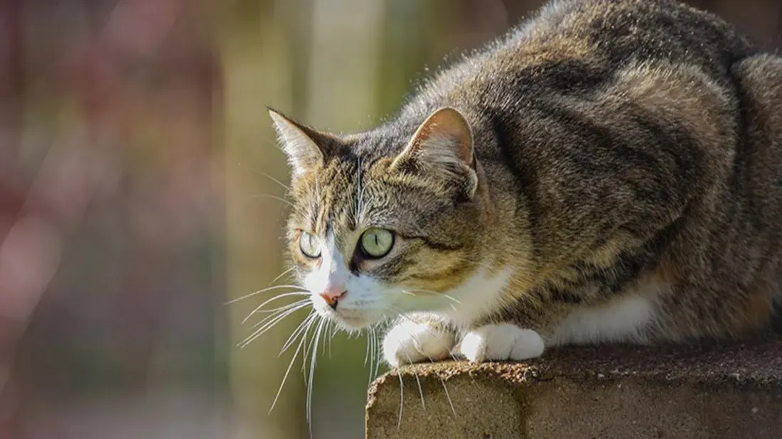 Delta FM, illustration