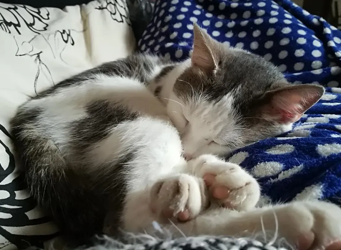 chats errants boulogne