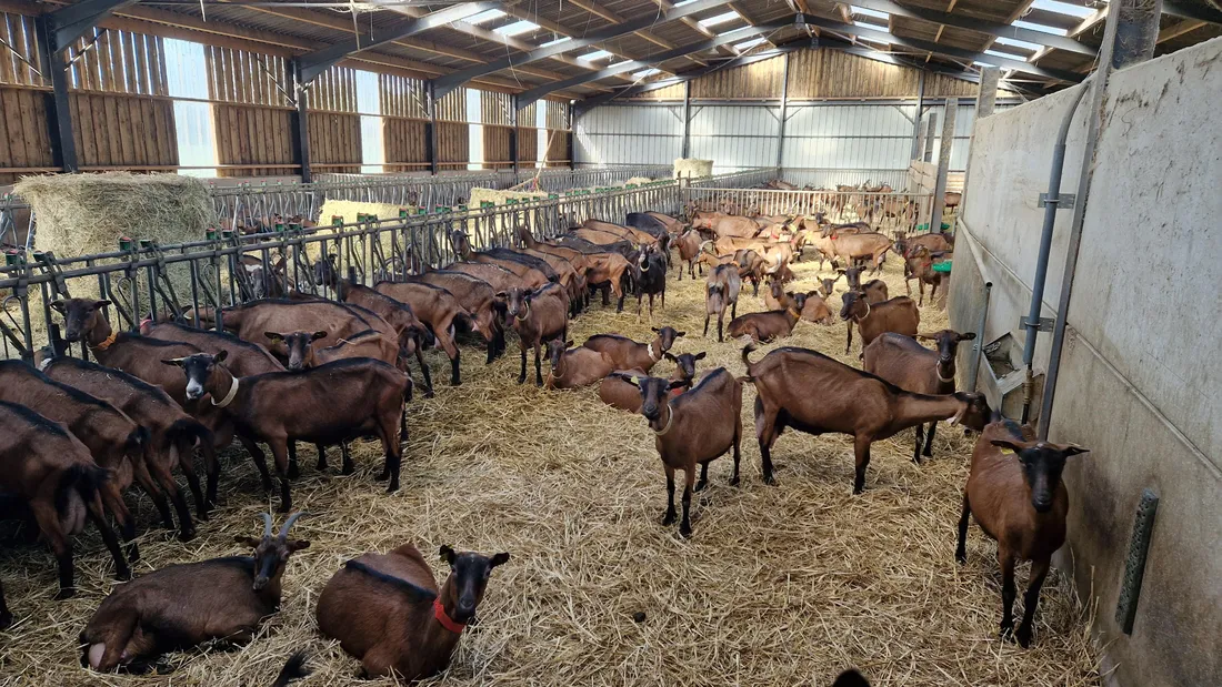 La chèvrerie compte trois cents chèvres. 