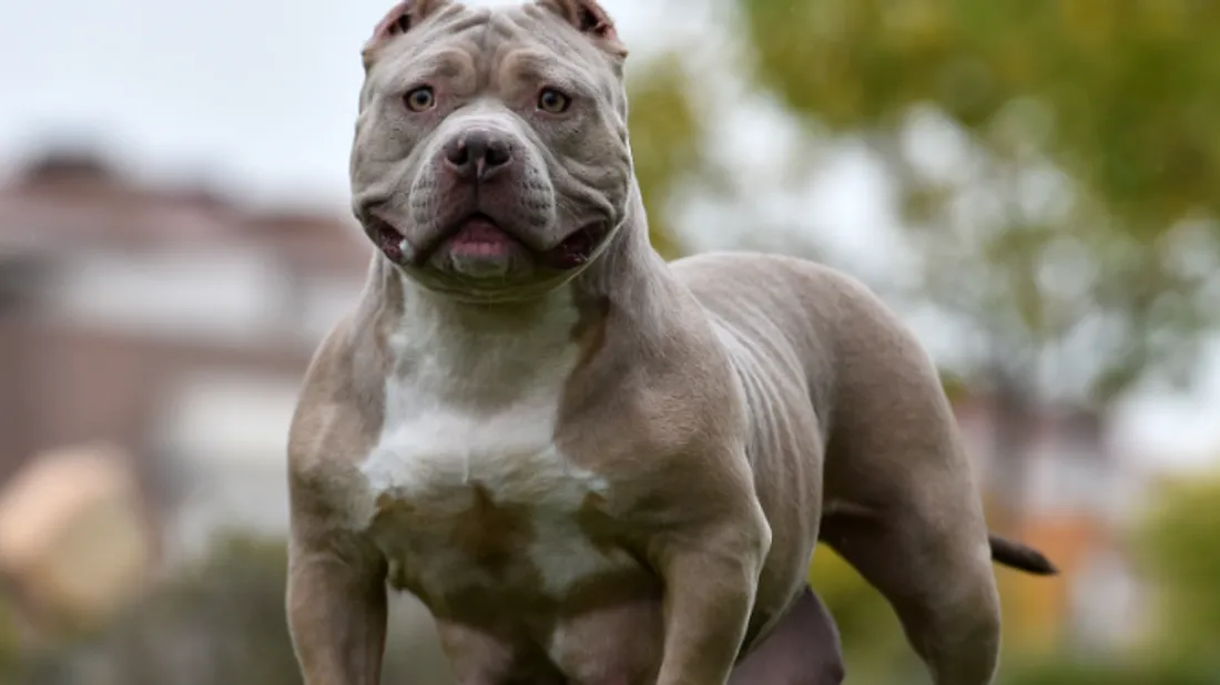 chien