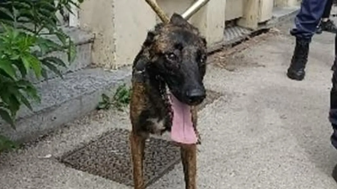 Gendarmes de Flandre intérieure