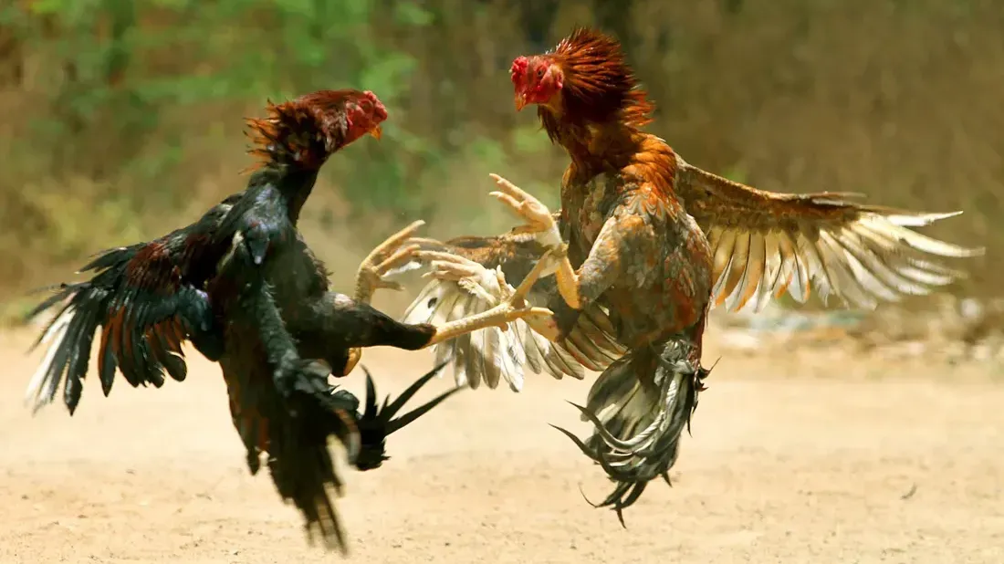 combat coq