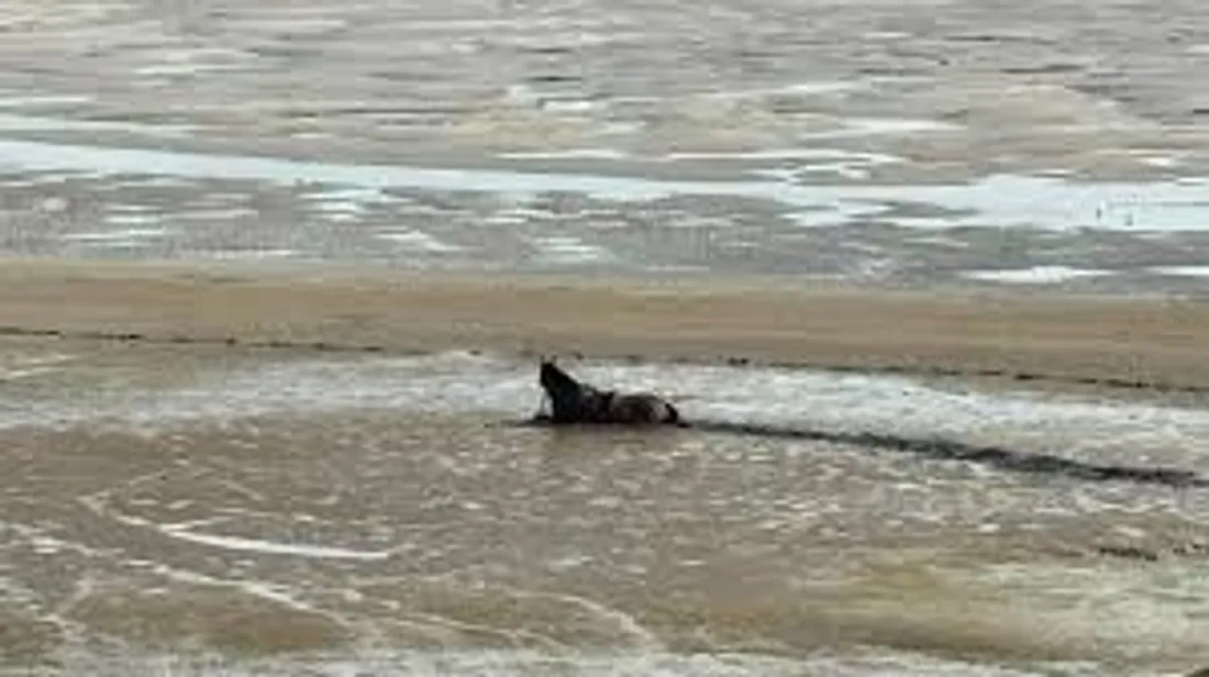 Photo d'un cheval enlisé dans des sables mouvants