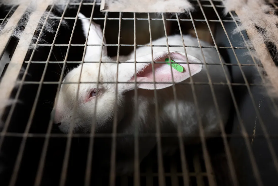 lapins cage