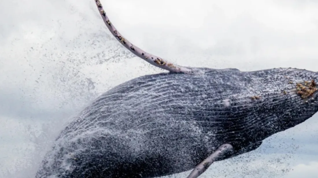 Nausicaa, illustration