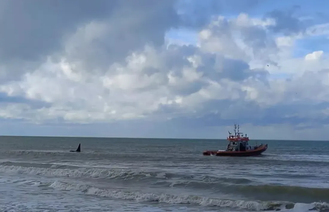 Orque la panne - tentative d'éloignement