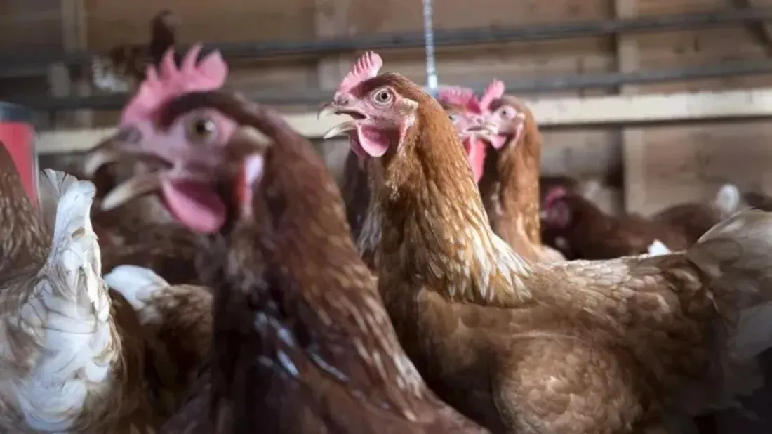 poules