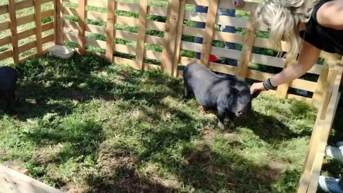 Des animaux seront présentés aux visiteurs. 