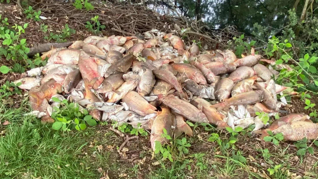 De nombreux poissons sont morts dans l'étang. 