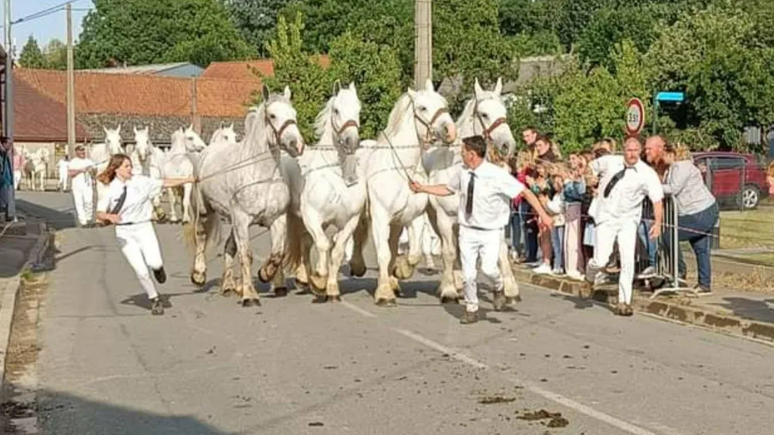Les chevaux défileront dans les rues durant une demi-heure. 