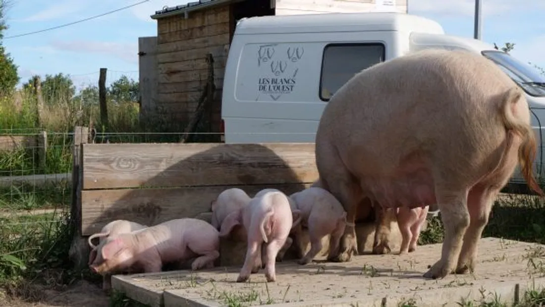 Blancs de l'Ouest Pouancé cochon_22 03 23_Blancs de l'Ouest