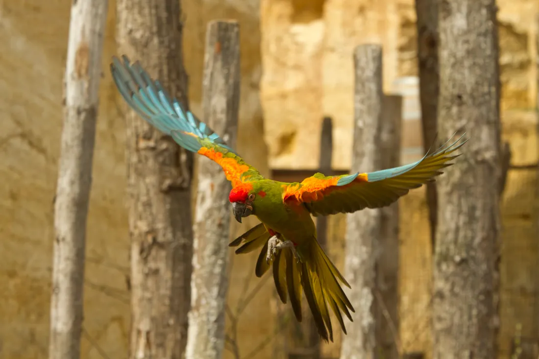 Ara Lafresnaye Bioparc Doué-en-Anjou_19 06 25_AVC