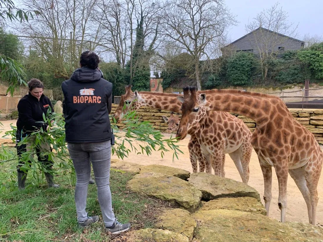 Bioparc Doué Girafes_13 02 25_AVC