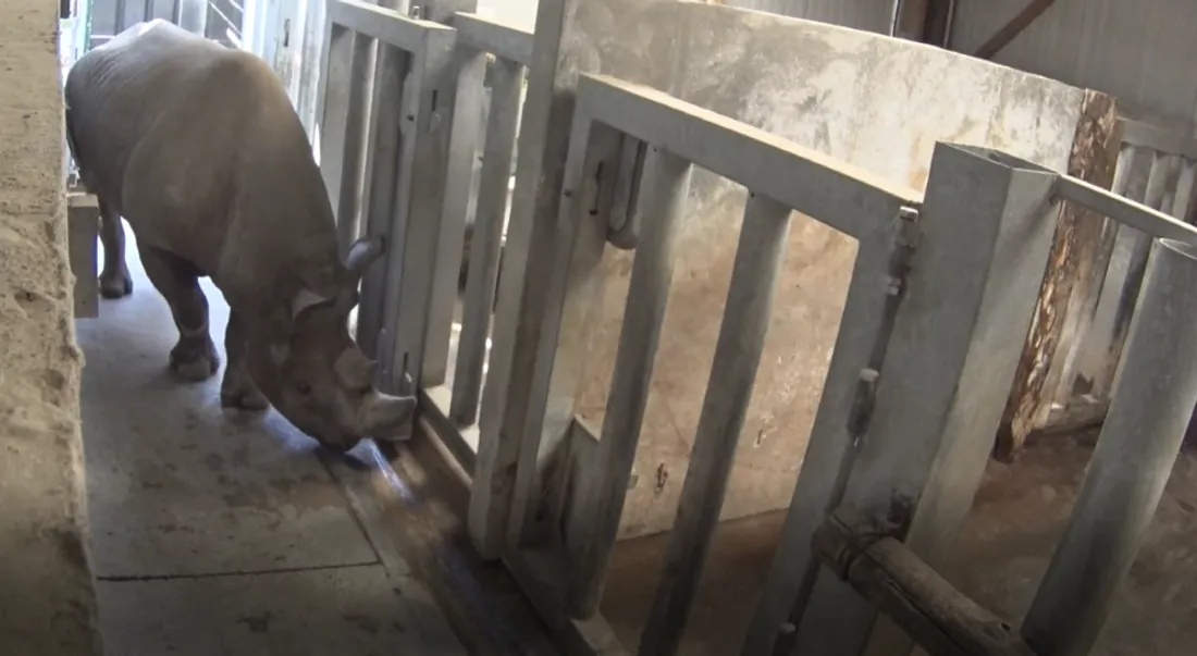 Capture VF JUMAANE plus proche 2