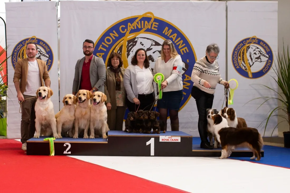 Chiens élevage salon agriculture_19 02 25_Association canine Maine Anjou