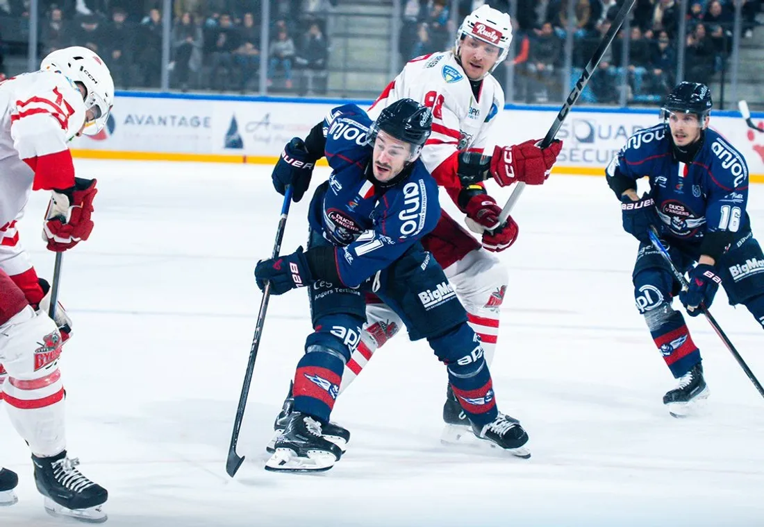 Les Ducs d'Angers seront au rendez-vous des finales de Continental Cup.