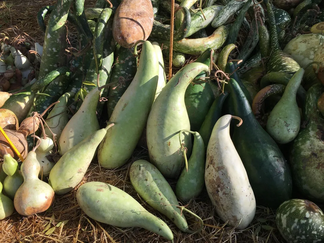 Hortomnales - Amphores_19 10 23_AVC