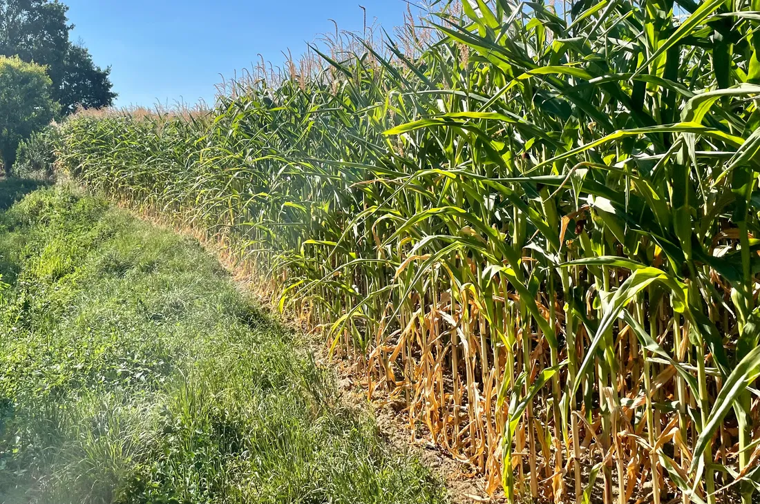 Les champs de maïs souffrent avec la sécheresse.